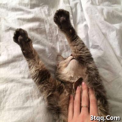 猫咪卖萌搞怪微信头像2020 愿我抬头时你眼里有我