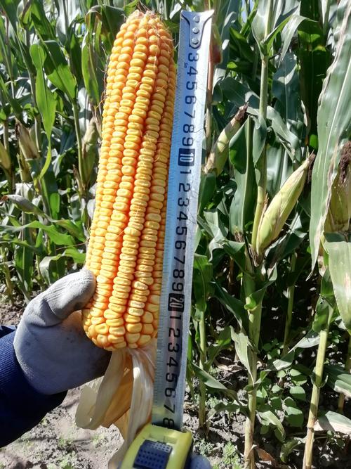 富尔302a国审大机械化玉米品种,开创高产里程碑,产量谁敢媲美.