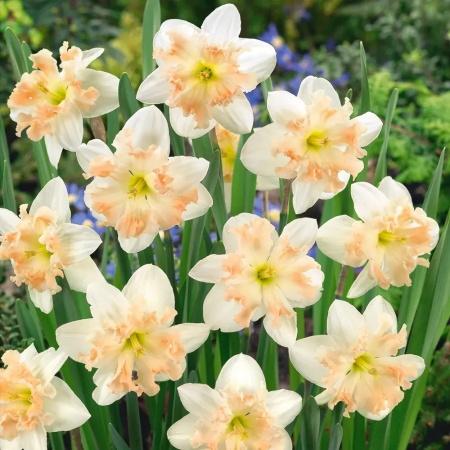 洋水仙怎么养千万别水培土培才能养爆盆