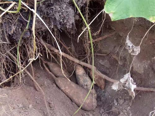 (记者钱丙申)大凡生活在云南的人们,想必都吃过特鲜嫩的"佛手瓜"(俗称