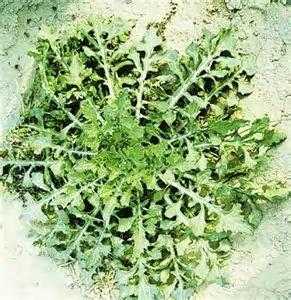 蒲公英别名黄花地丁,婆婆丁,华花郎等,属菊科多年生草本植物.