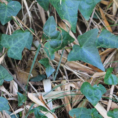 500g 现采新鲜野生中草要材三角风藤常春藤土鼓藤钻天风散骨风