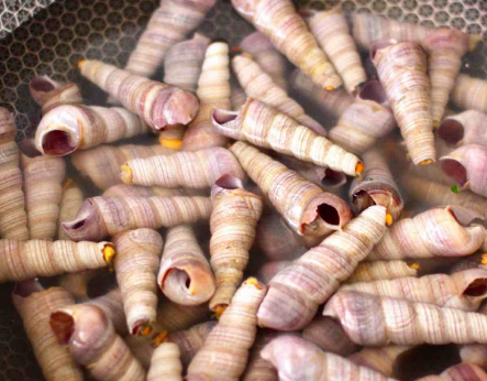 锥螺正上市,遇见别错过,营养高低脂肪,吃了特滋补,再贵也值得