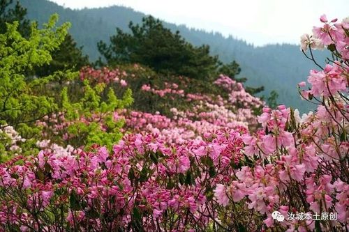 江西坳高山云锦杜鹃花开||人间最美四月天