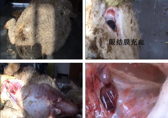 本病主要通过消化道和吸呼道传染,其临床特征主要是下颌淋巴结与咽喉