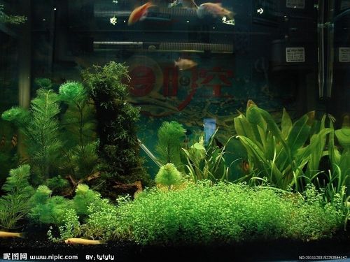 鱼缸背景水族箱水草图片