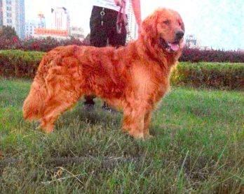 种公金毛转让或借配