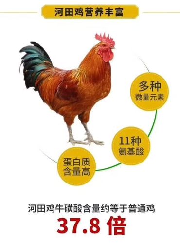 世界名鸡之河田鸡