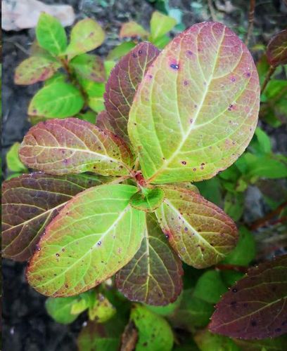 绣球花叶片全是暗红色斑点,怎么回事?找准这两点原因