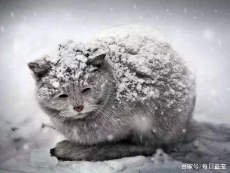 一小时内4只猫咪被人从高楼抛下,目击者:像