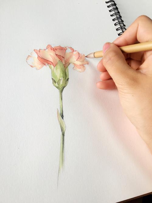 水彩手绘康乃馨