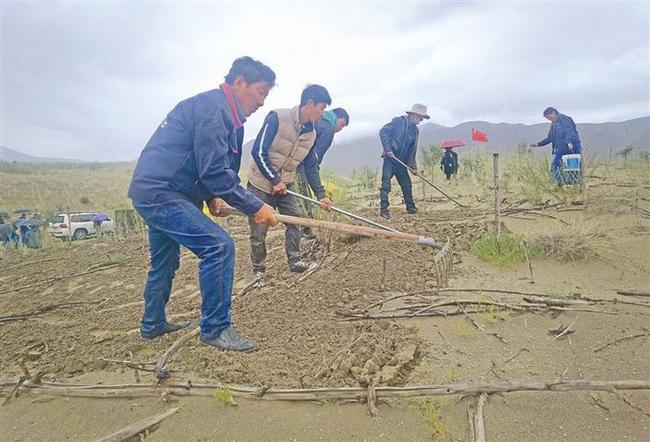 西藏山南:齐心铺绿 合力种草