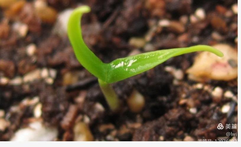 慢长的等待, 我问奶奶, 都过去四天了, 辣椒为什么不发芽呀?