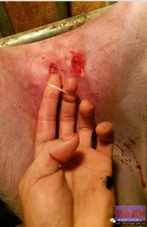 结扎公猪是养猪场查情的好帮手(1)