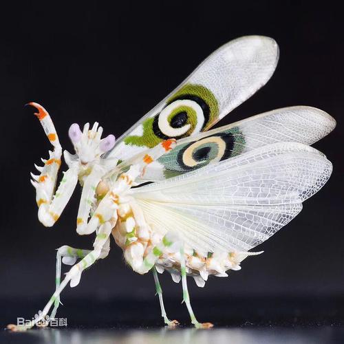 你见过刺花螳螂吗?超可爱的!画了一个拟人