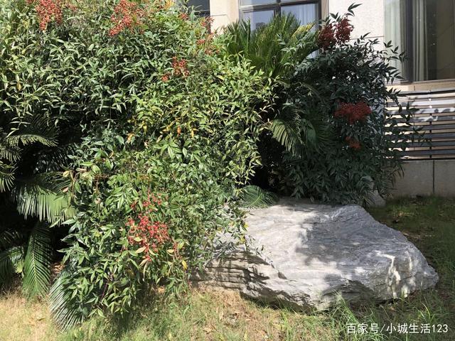 南天竹植株优美,果实鲜艳