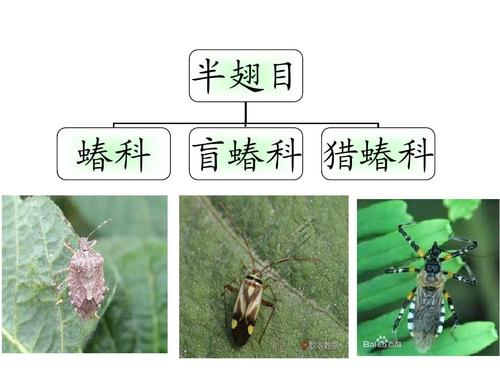半翅目 蝽科 盲蝽科 猎蝽科