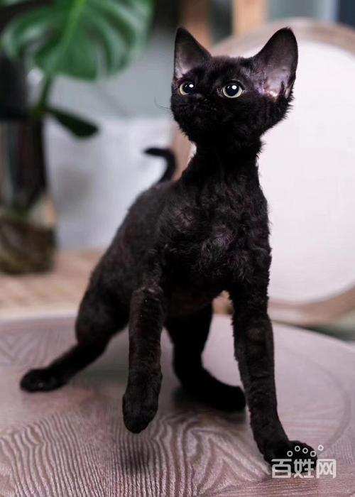 哪里有卖德文卷毛猫的 不掉毛 温顺黏人 保证健康