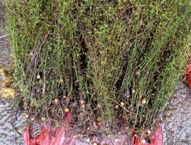山砒霜,泥里璩,寸金黄,一滴金丹(《浙江民间常用草药》),地下珍珠