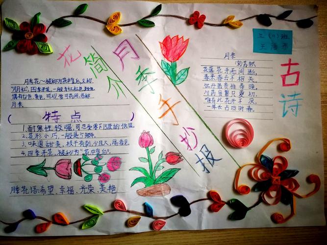 我爱故乡的月季花——15小3.11优秀手抄报展示