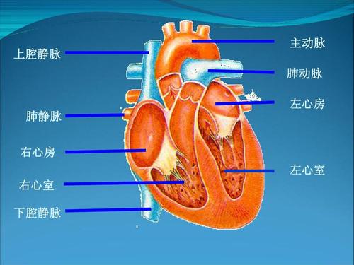 2 人体内的物质运输 课件2(北京课改版七年级下) 上腔静脉 主动脉 肺