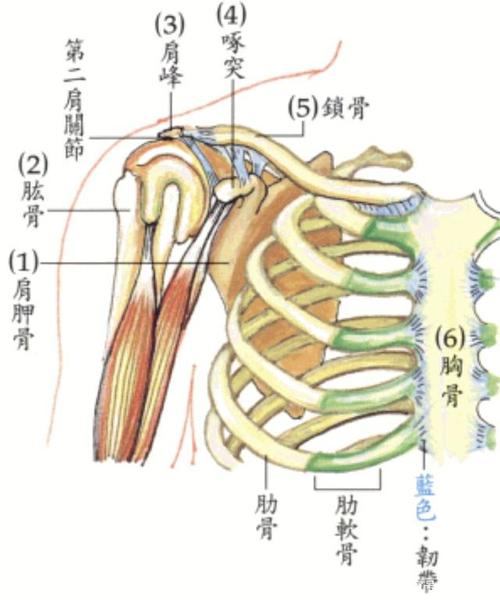 肩部骨骼分布
