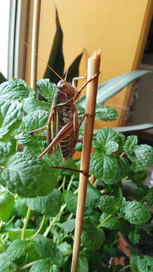 蝈蝈儿～我小时候的玩伴,它的叫声很好听.