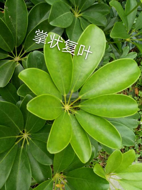 其它 植物世界.梁小丽25 陈小蝶34 写美篇 掌状复叶:鹅掌柴