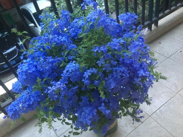 耐热植物"蓝雪花",夏天也开花,花期超长,种植简单