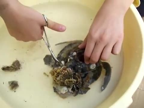 爽死强迫症         清理海龟身上的藤壶,我觉得这玩意挺恶心的