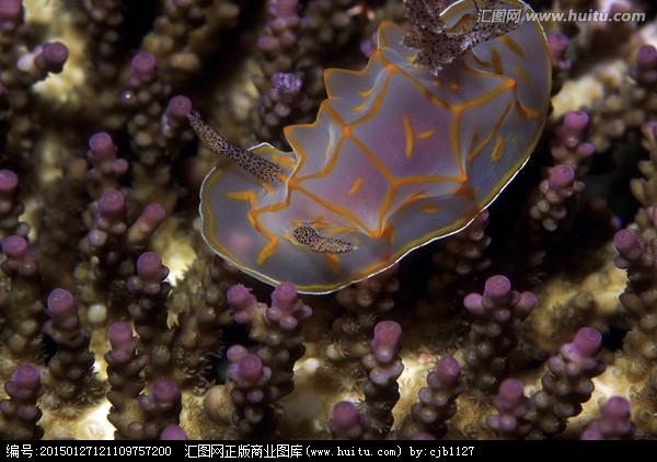 [正版商业] 海底生物