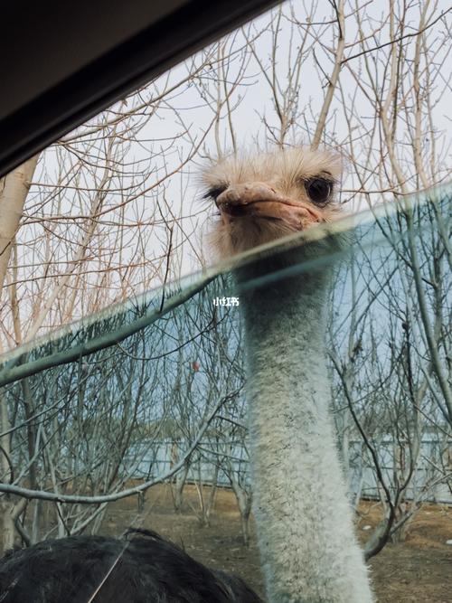 济宁市攻略_曲阜新鹿动物园_湿纸巾_清洁_自驾游_猫咪_出行_出行攻略