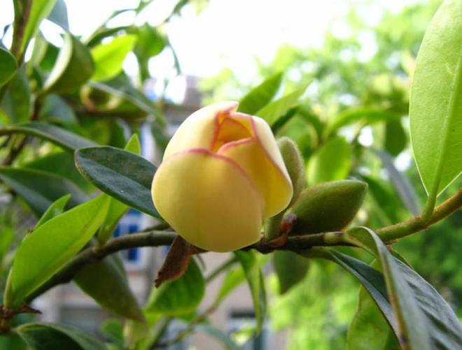 怎样养殖含笑花?