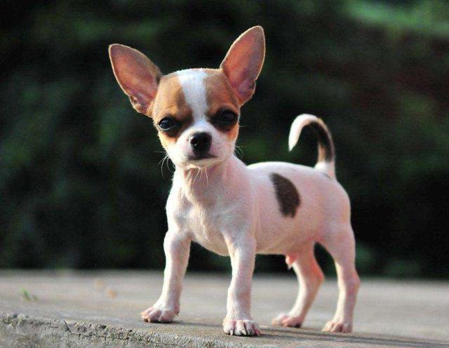 不适合家养的小型犬,虽然很可爱但是缺点很多,甚至会