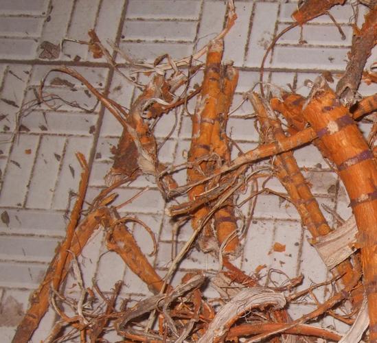 2014年 靠山村野生老桑树根皮 桑根皮 桑根皮 全根皮 新货