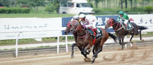 赛马≥6月1日武汉速度赛马赛事精彩赛果『公开赛』