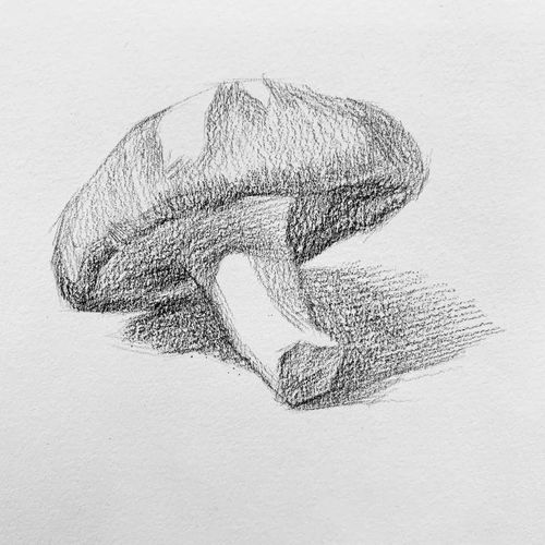 日绘社丨画一颗小香菇