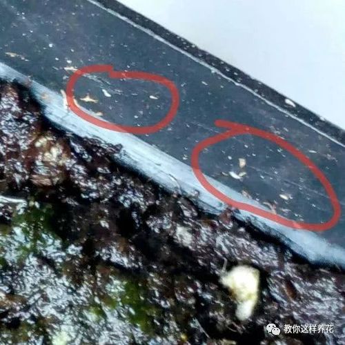 花盆里满是小飞虫5个小妙招不用喷药1只不剩干干净净