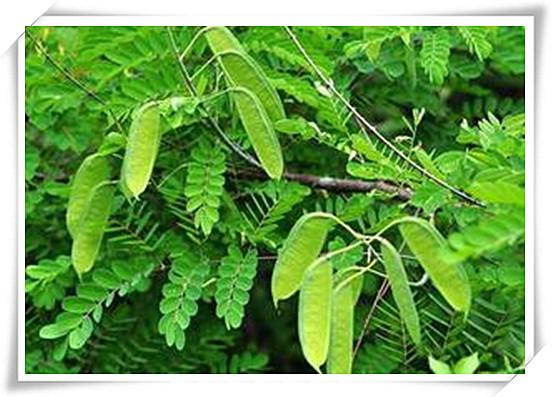 厂家供应 水皂角提取物 黄烷醇8%