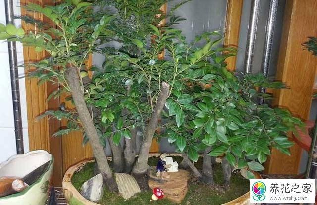 小叶紫檀不长叶子是什么回事