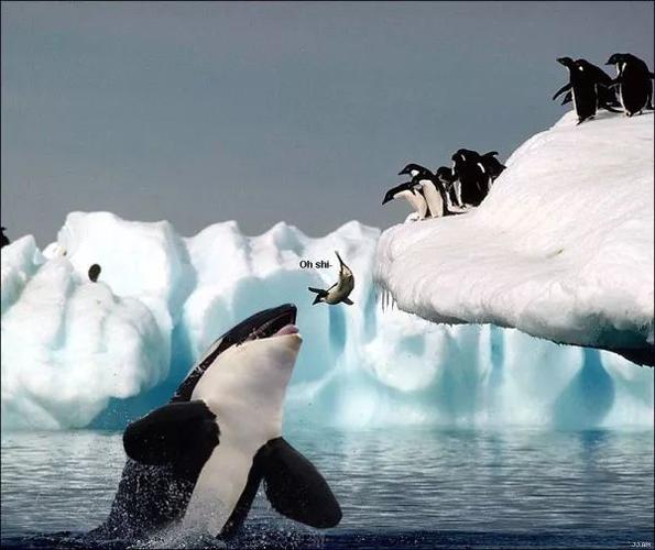 no.1380 虎鲸:楼上想那么多还不是被我吃