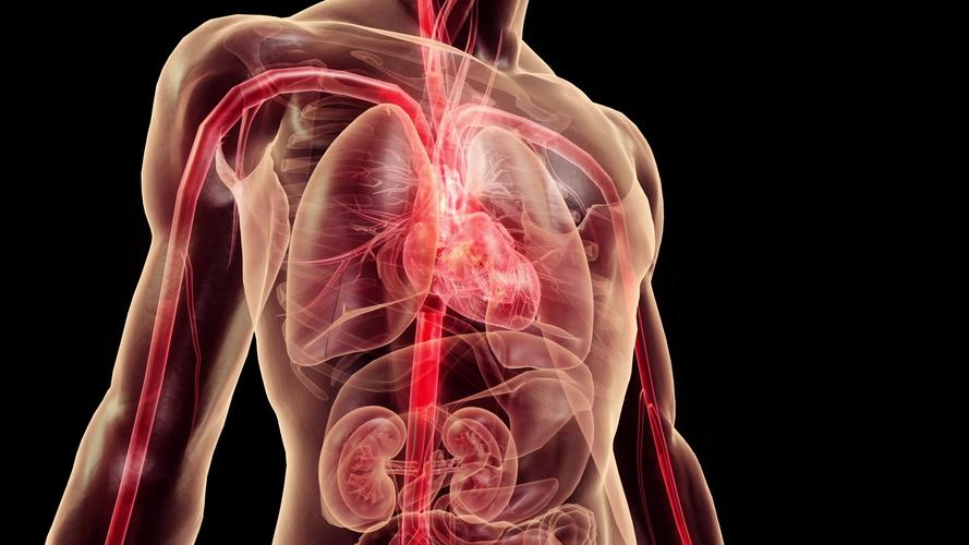 心脏供血动画_1920x1080_高清视频素材下载(编号:2943774)_实拍视频