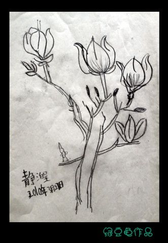 绿豆龟儿童作品-写生《玉兰花》