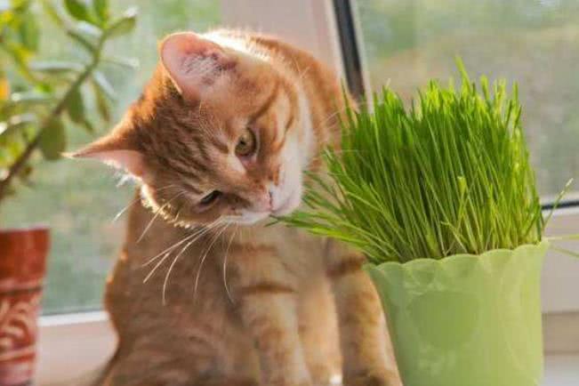 猫咪为什么喜欢"吃草"?看完这些就知道原因了