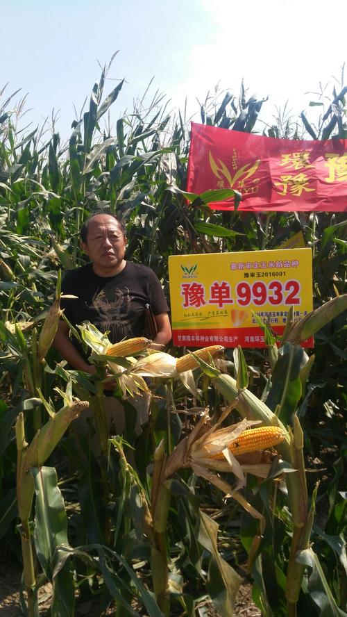 豫单9932玉米种 2016年审定第一名 滑县示范十几个地块 示范户都说