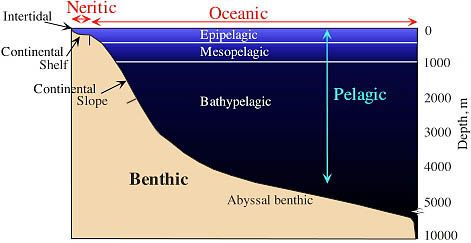 abyssal benthic zone - region of the ocean floor below 2,000 m
