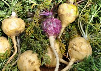 玛咖是什么,玛咖的味道,玛咖的功效及吃法,玛咖,玛卡