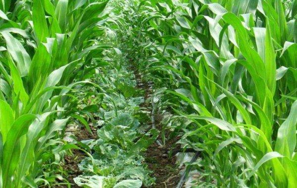 请问玉米地套种西瓜,西瓜产量会降低吗?