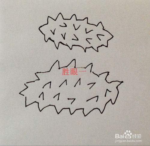 怎样画海参呢?