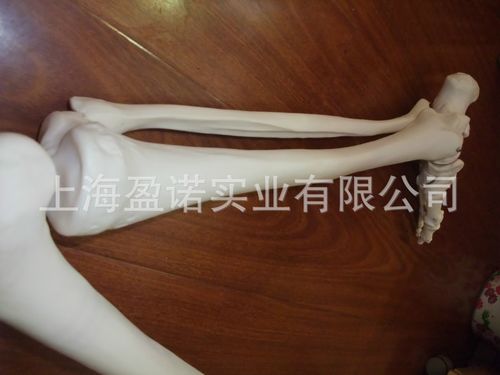 enovo颐诺人体医学带髋骨的右腿骨骼模型 骨科仿真骨骨骼模型